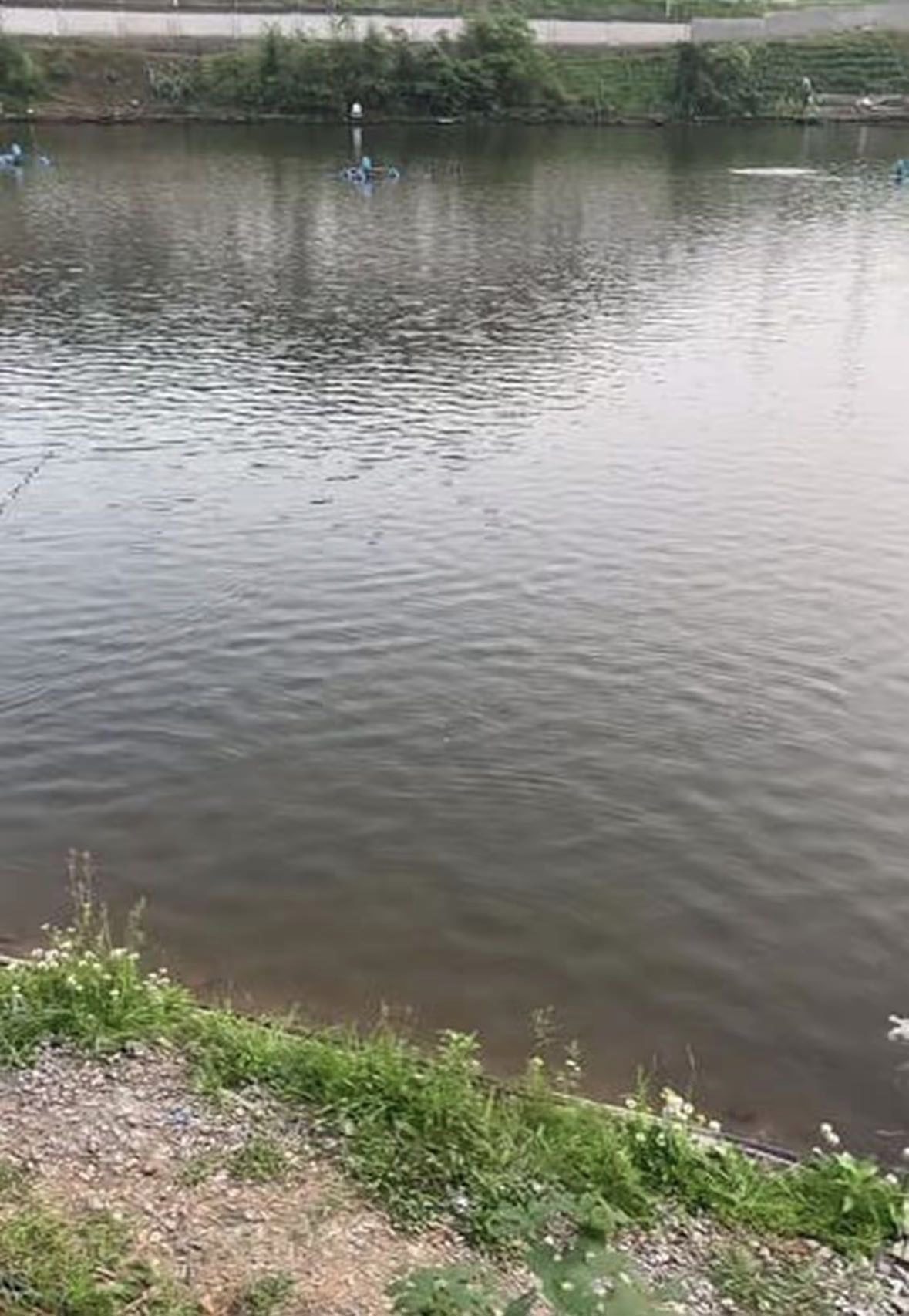 🐟爱吃鱼的猫🐈的真实钓鱼渔获图片 4