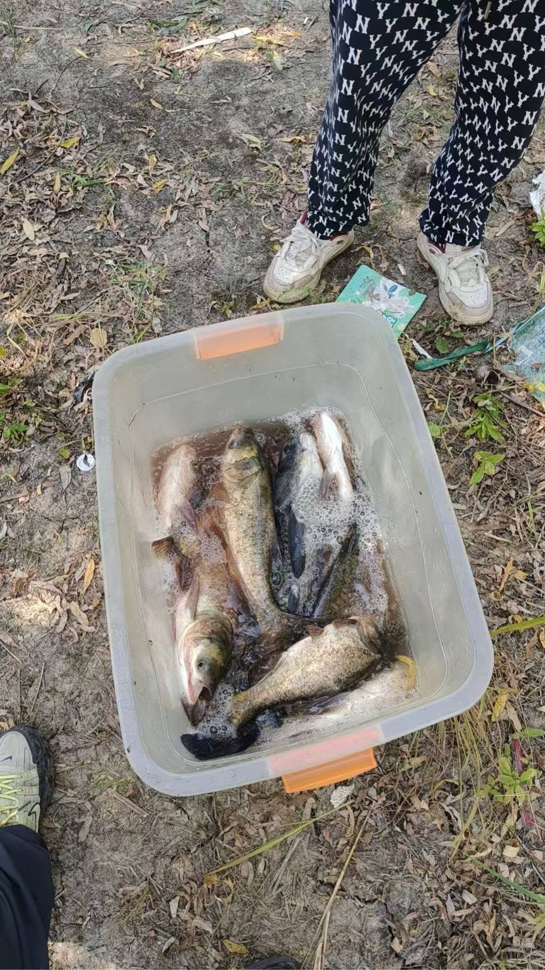 蔡晓亮发布的真实钓鱼渔获动态