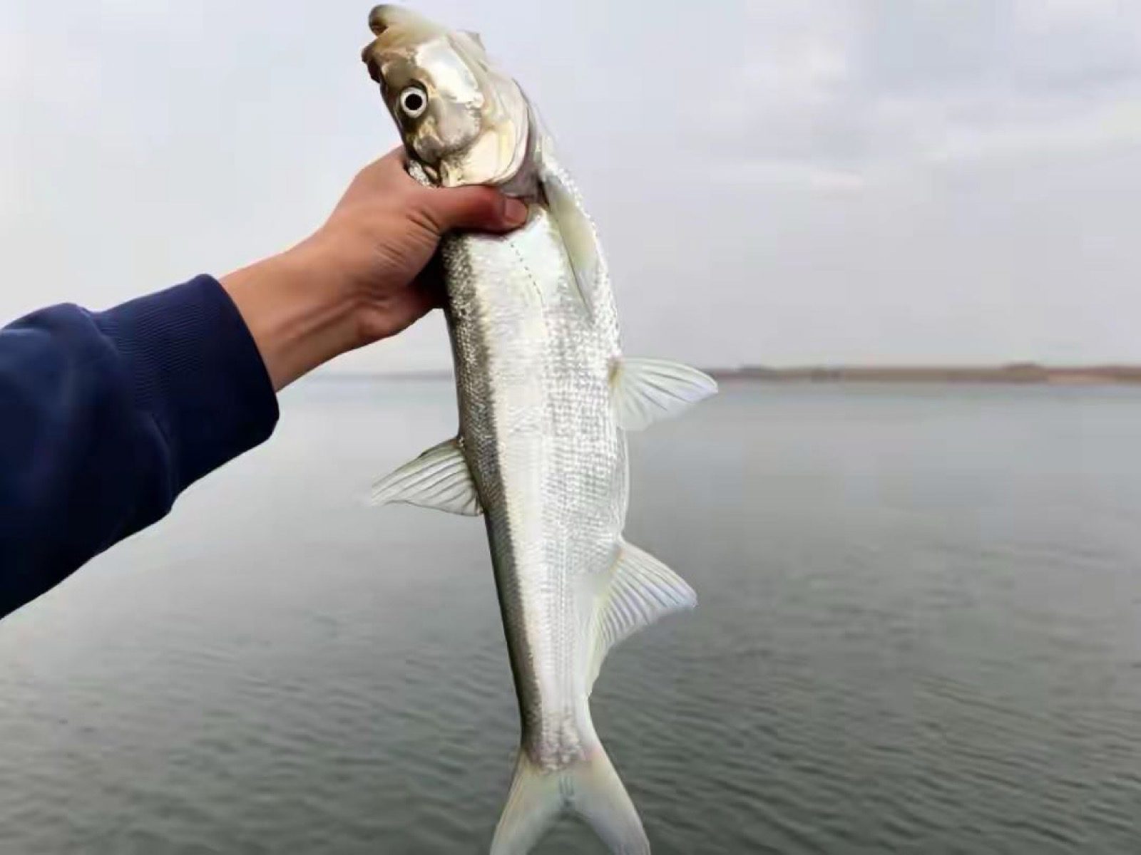 王师傅分享的鱼情、钓点与渔获 王师傅的真实钓鱼渔获图片 1