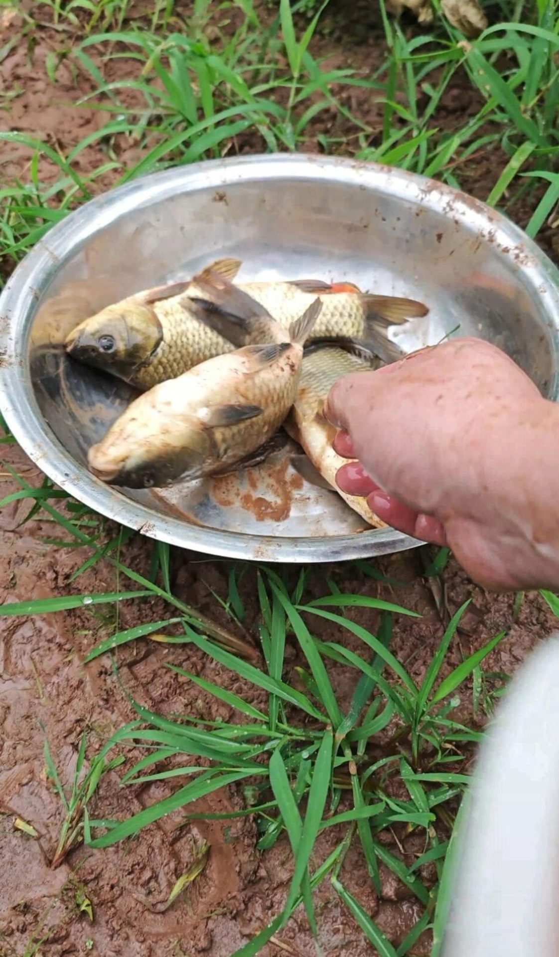 钓鱼佬宋的真实钓鱼渔获图片 2