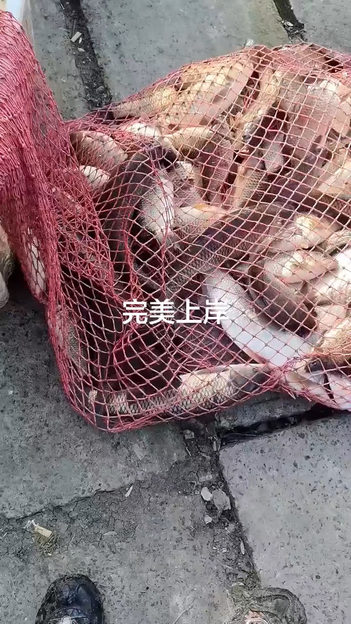 宋玉伟的真实钓鱼渔获图片 1