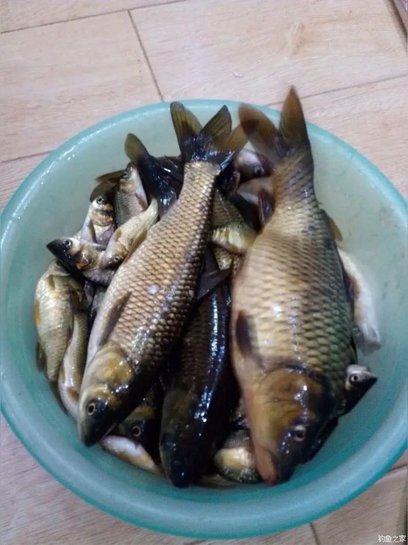 蔡晓亮的真实钓鱼渔获图片 1