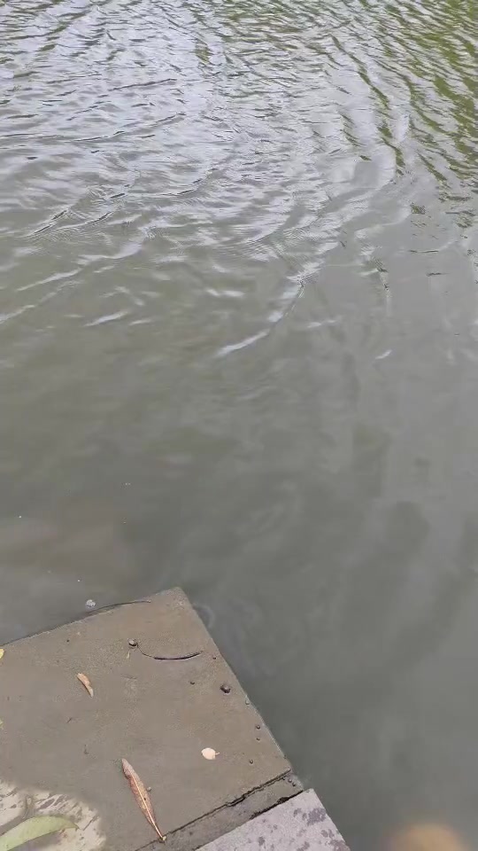 蔡晓亮的真实钓鱼渔获图片 1