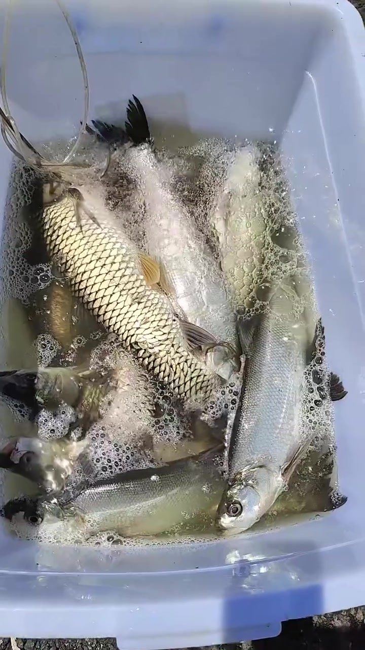 金喇叭的真实钓鱼渔获图片 1