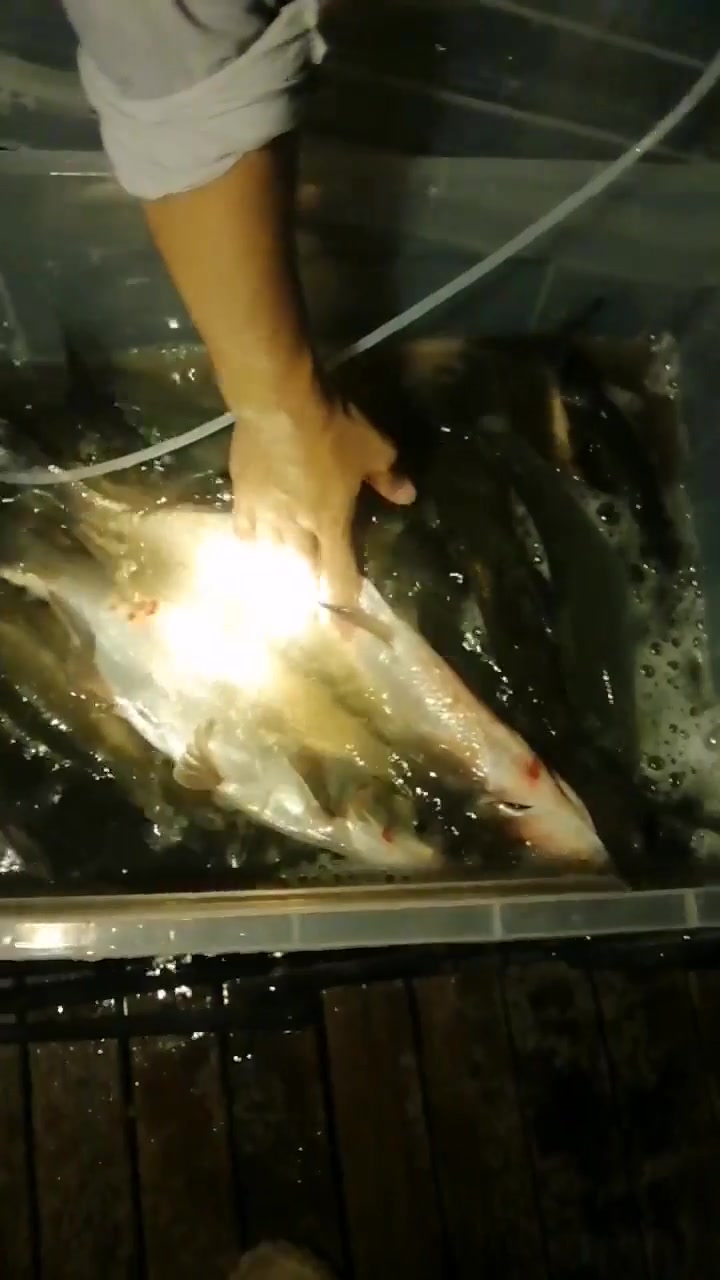 🐟爱吃鱼的猫🐈分享的鱼情、钓点与渔获 🐟爱吃鱼的猫🐈的真实钓鱼渔获图片 1