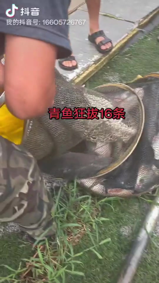 溪谷钓场的真实钓鱼渔获图片 1