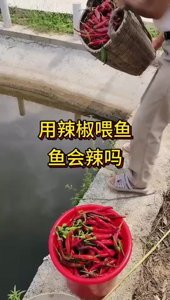 钓鱼佬宋的真实钓鱼渔获图片 1