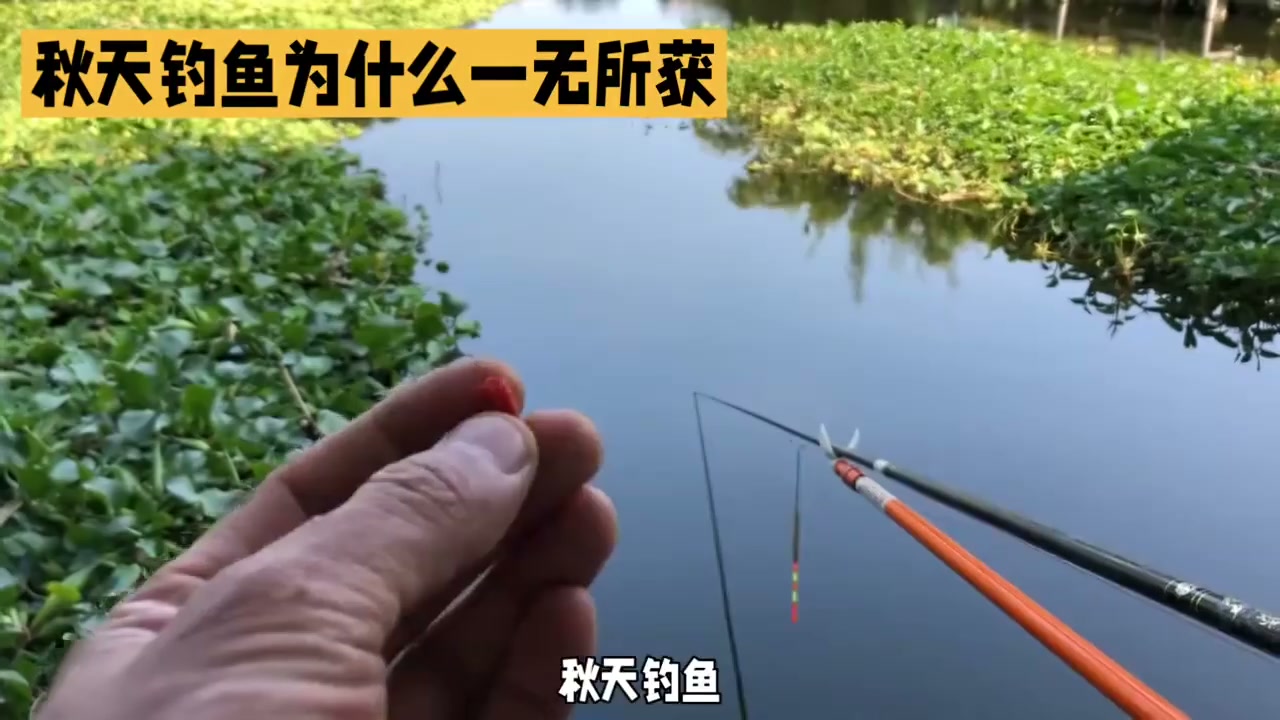 钓鱼佬宋发布的真实钓鱼渔获动态