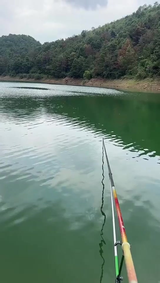 金喇叭的真实钓鱼渔获图片 1