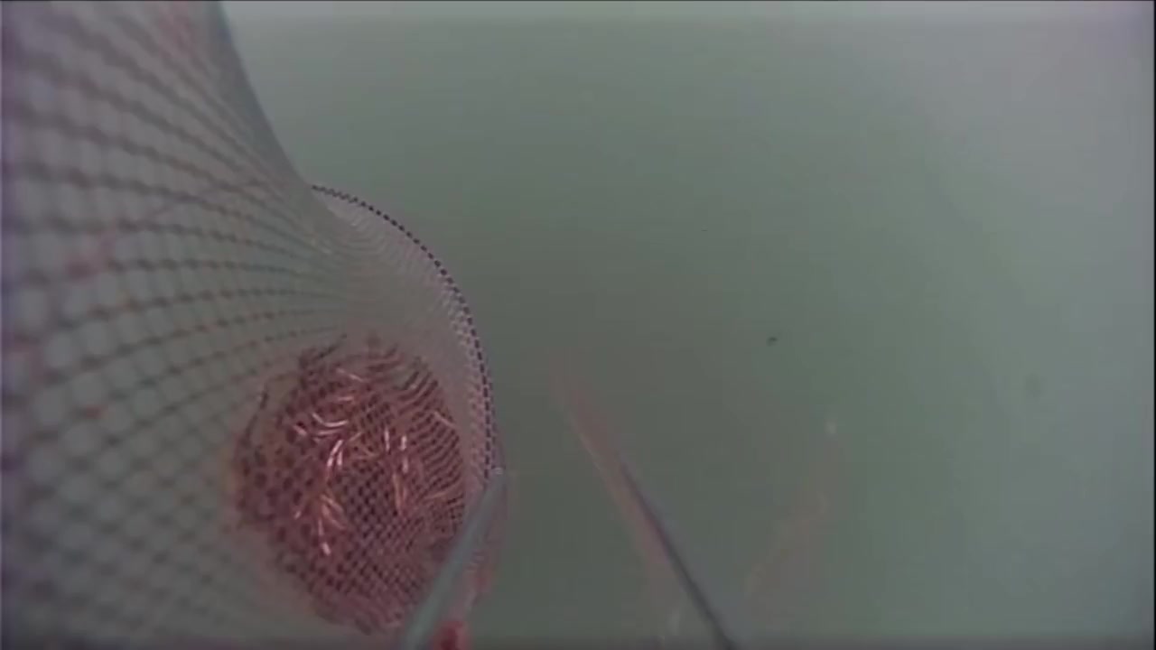 钓鱼佬宋的真实钓鱼渔获图片 1