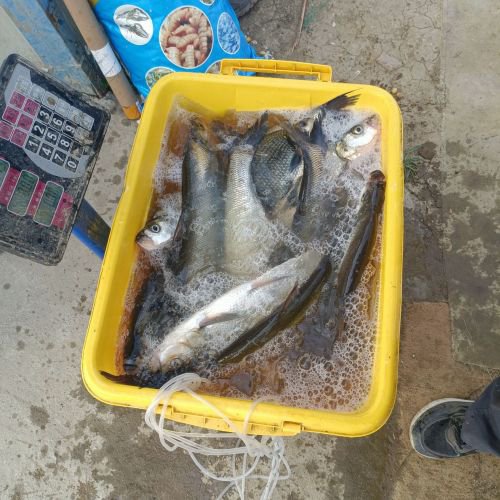 钓友之家休闲垂钓钓场环境照片