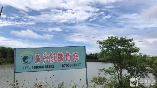 庙头鲢鳙钓场钓场环境照片