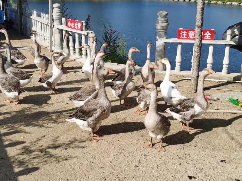 老李垂钓园钓场环境照片