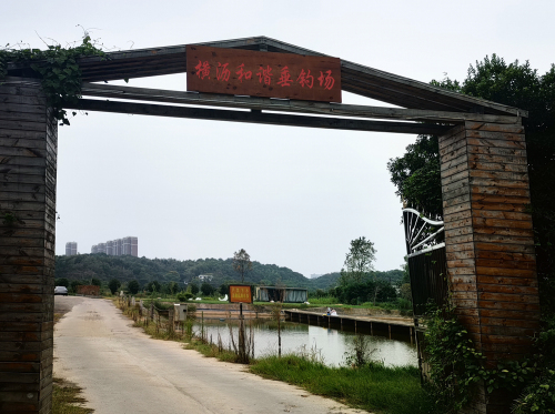 东莞市横沥和谐垂钓场钓场环境照片