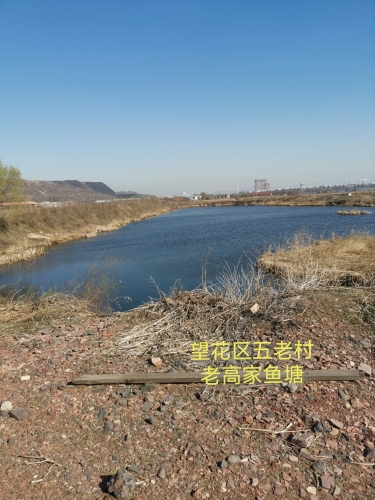 老高家鱼塘钓场环境照片