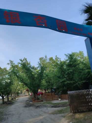 花都银杏园钓场钓场环境照片