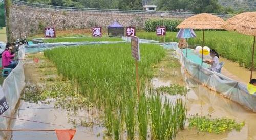 峰溪钓虾钓场环境照片