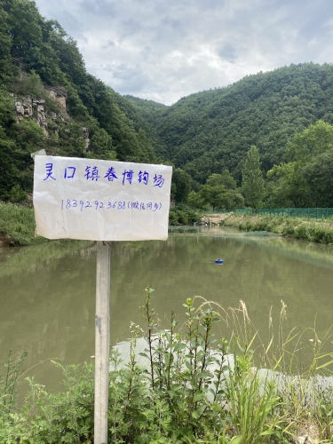 灵口镇春博钓场钓场环境照片