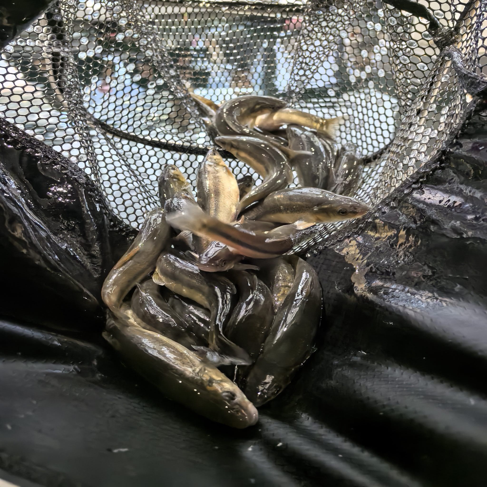 溯溪钓馆东坝店钓场环境照片