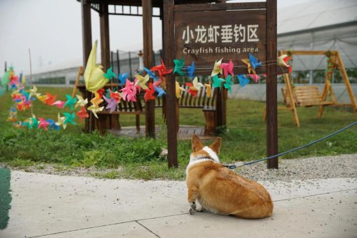 小龙虾垂钓园钓场环境照片