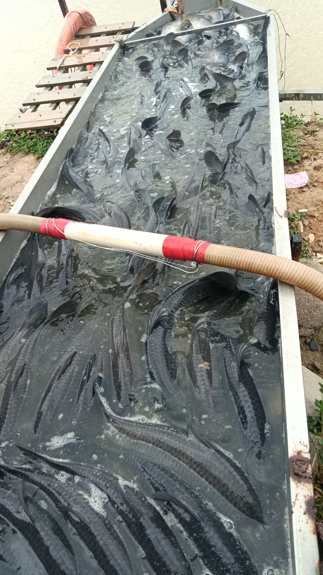 果哥菜地钓场钓场环境照片