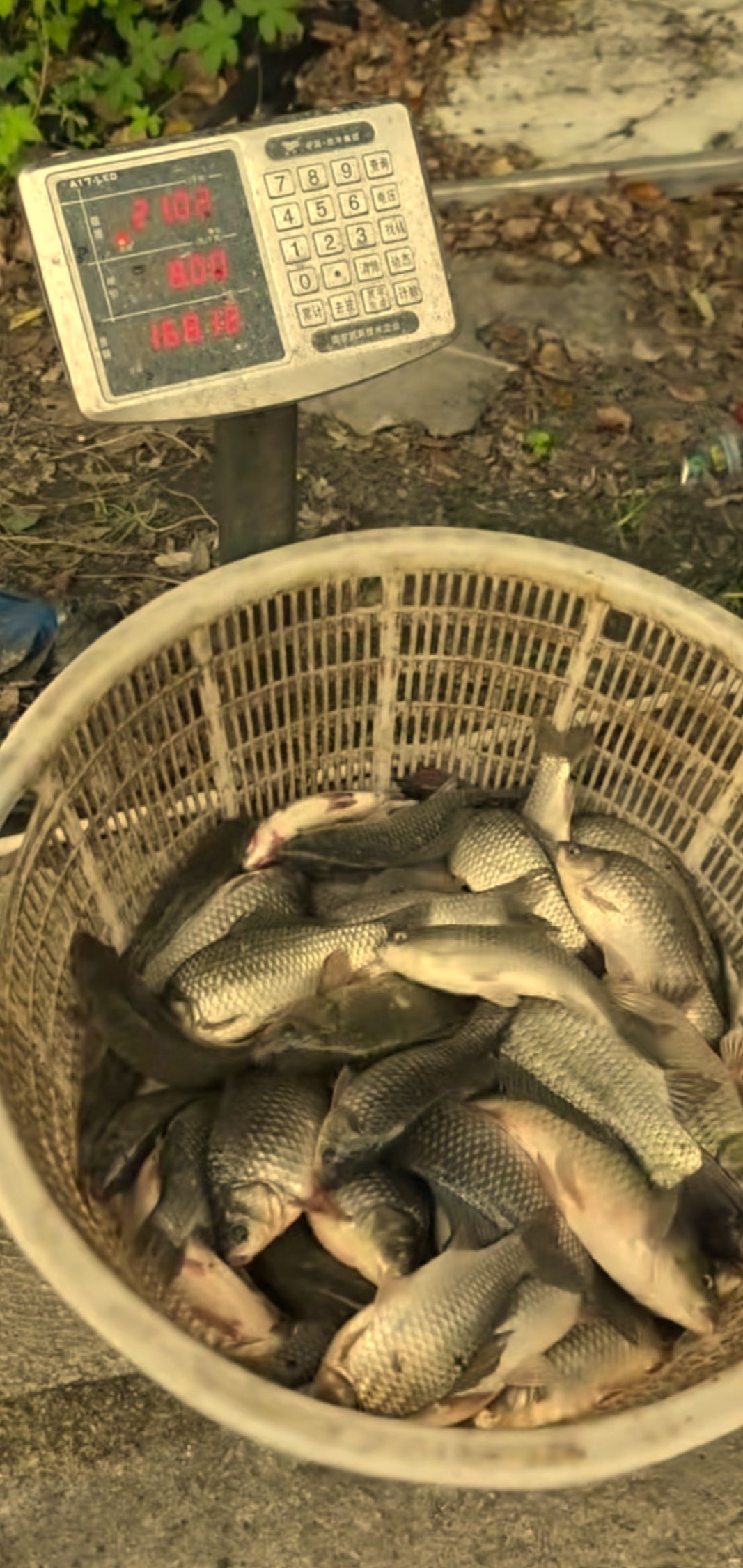 李家巷小屈钓场钓场环境照片