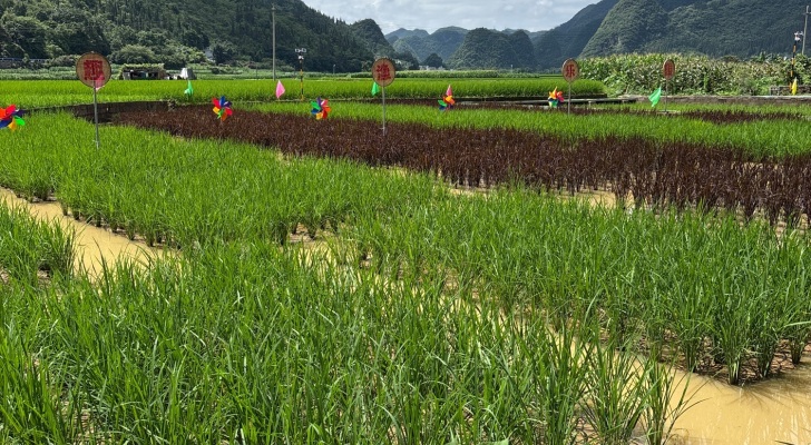 趣渔乐园稻田抓鱼钓虾钓场环境缩略图