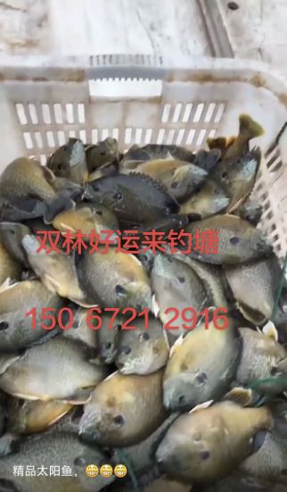 好运来钓塘钓场环境照片