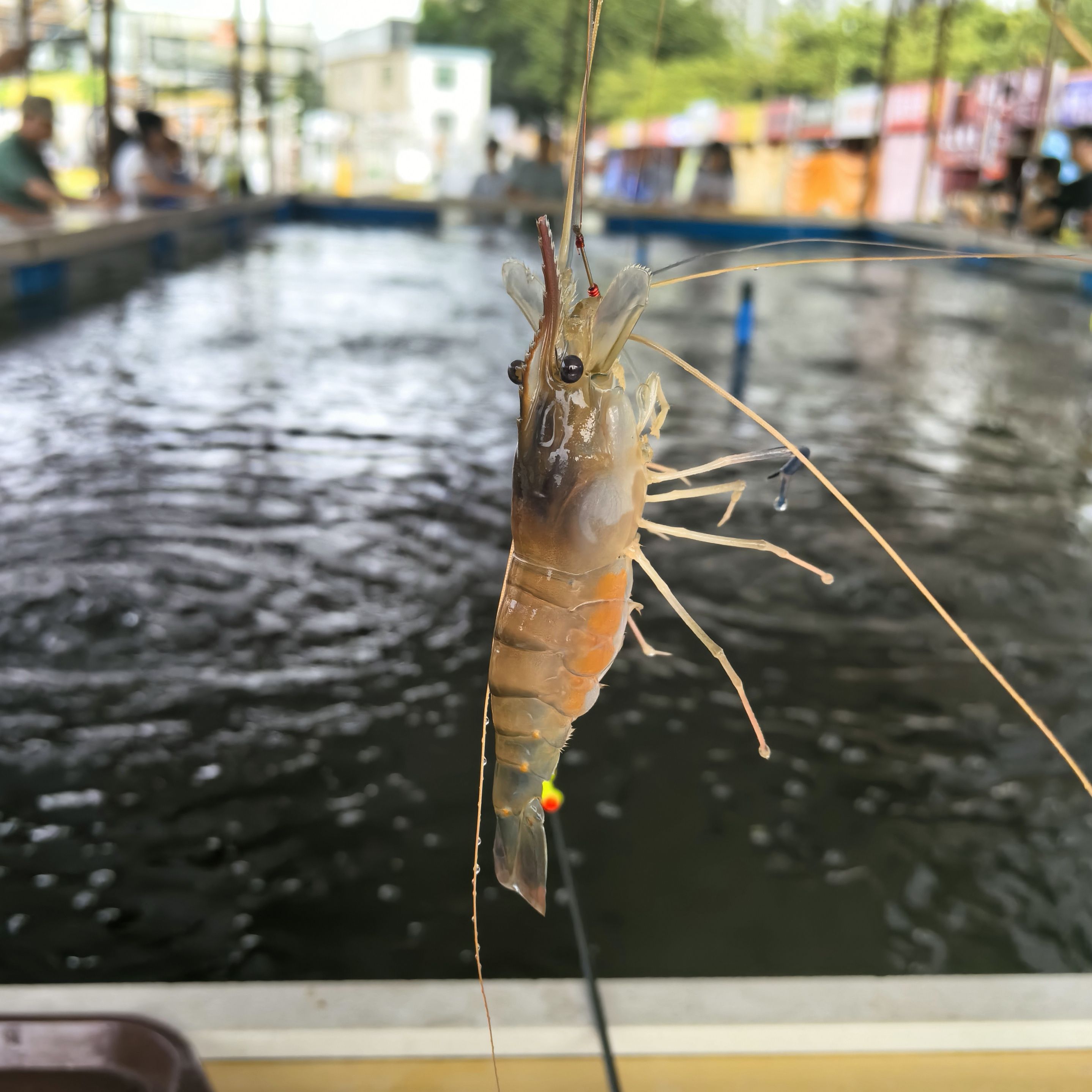 红火钓虾营地(桥南店)钓场环境照片