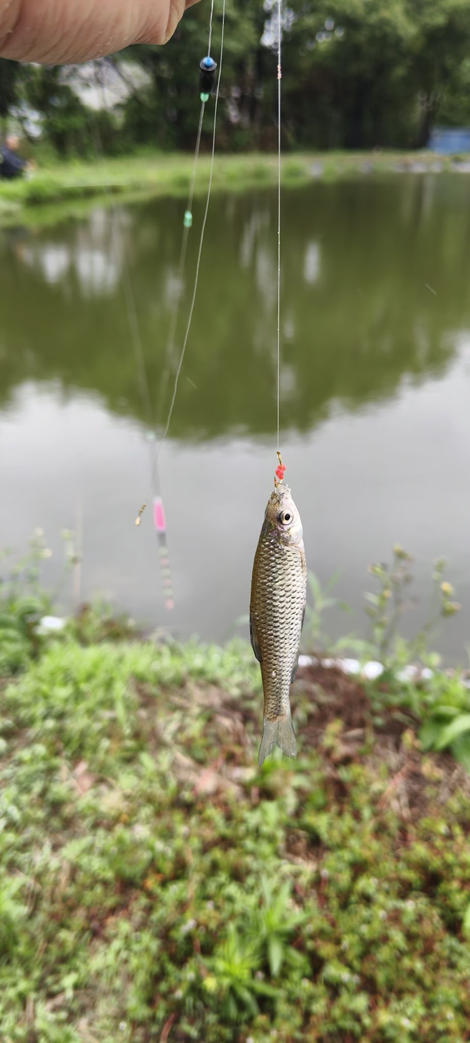 朝阳垂钓中心钓场环境照片