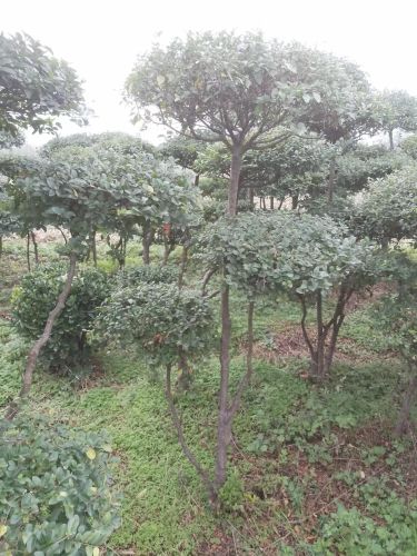 宝鸡陈仓贾村张家寨虹口垂钓钓场环境照片