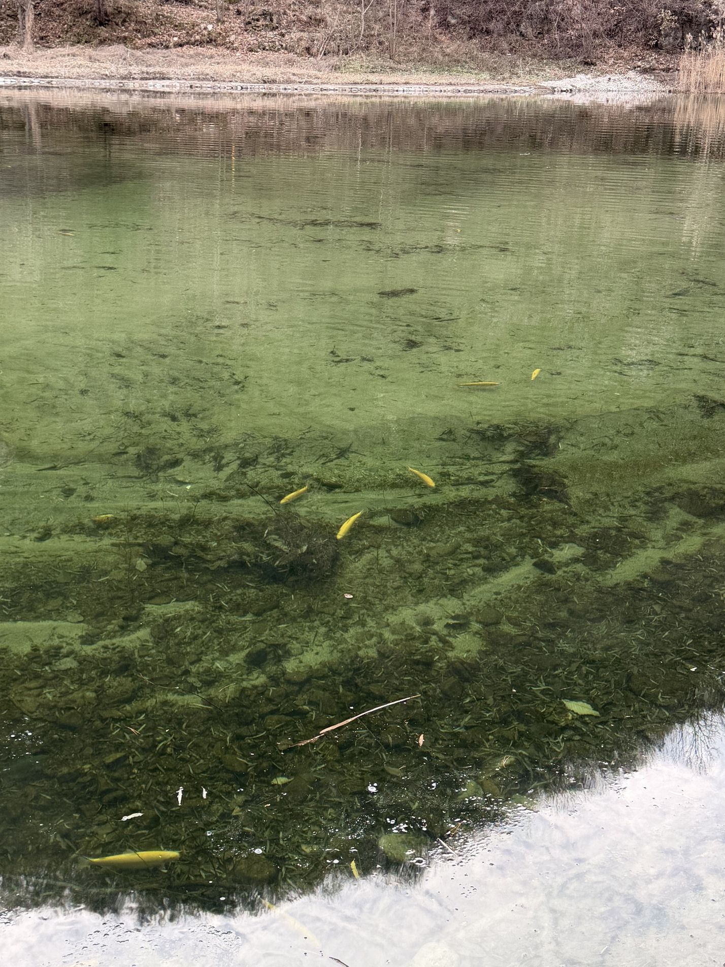 湖客·朱家湾溪流鳟鱼钓场钓场环境照片