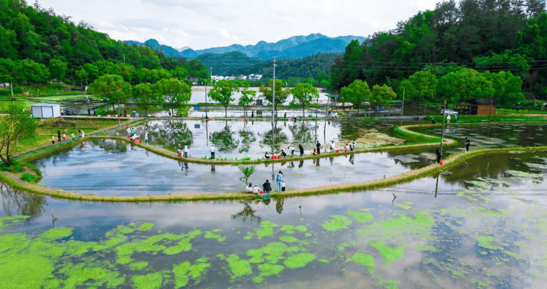 前吴灵溪小龙虾垂钓基地钓场环境照片