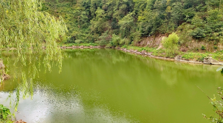 大湾村休闲垂钓中心钓场环境照片