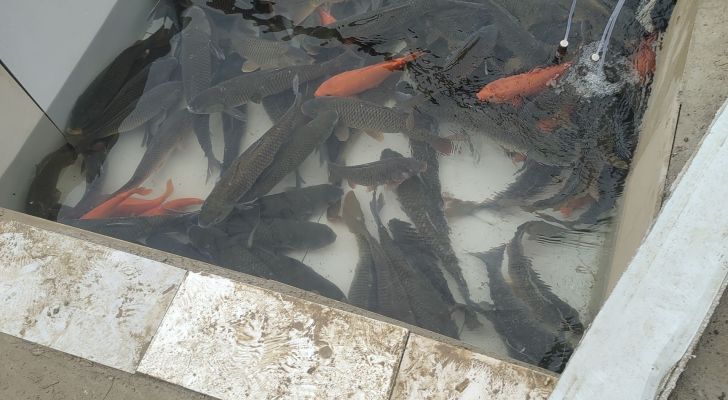黄家坝龙洞湾生态鱼塘钓场环境照片