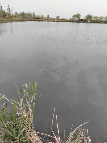 北湖泉水钓场钓场环境照片