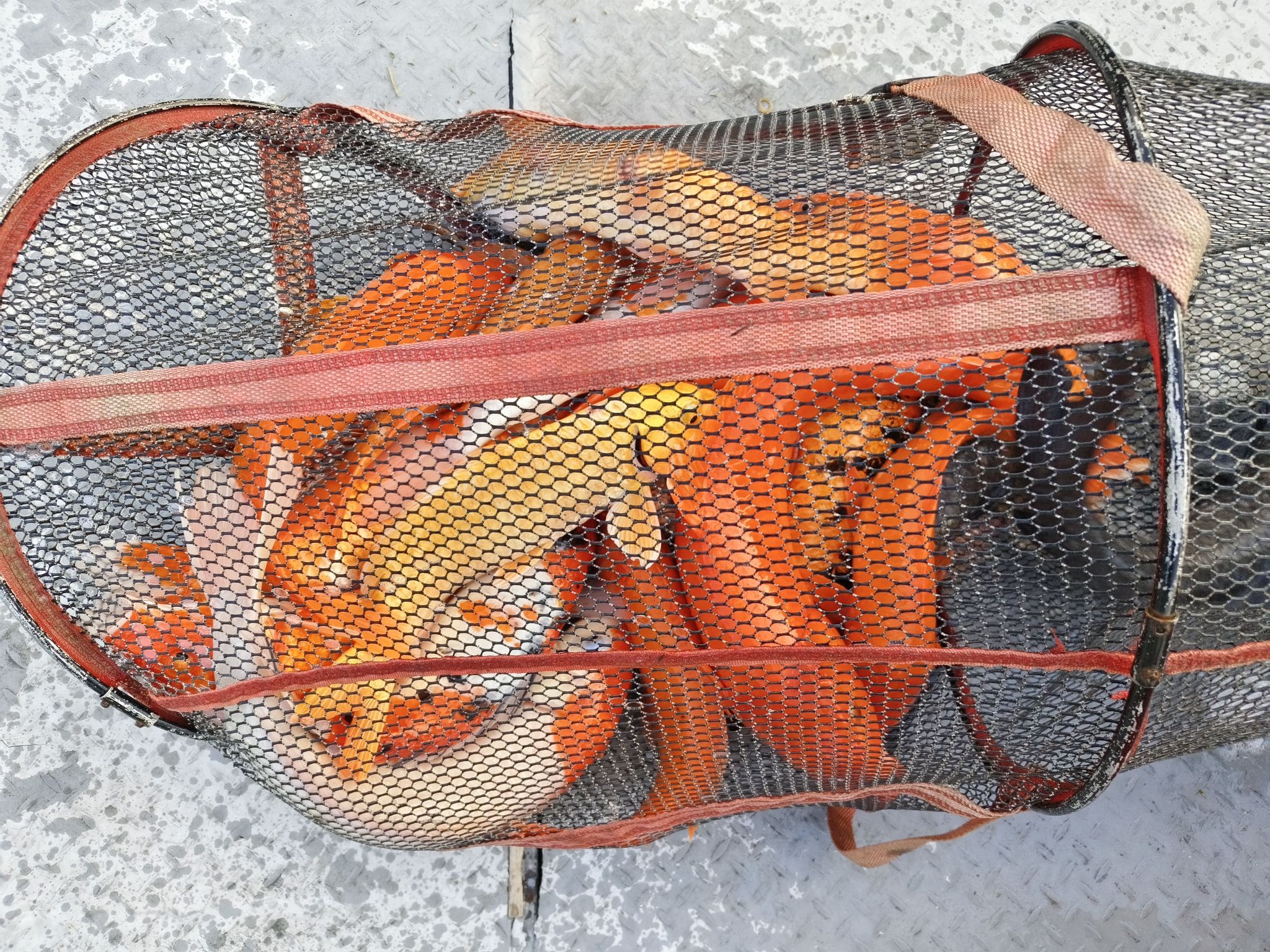 金海岸钓鱼场钓场环境照片