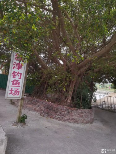 新津钓鱼场钓点与钓场环境照片