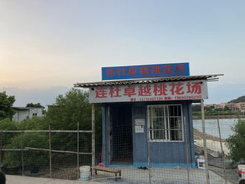 连杜桃花钓鱼场钓点与钓场环境照片