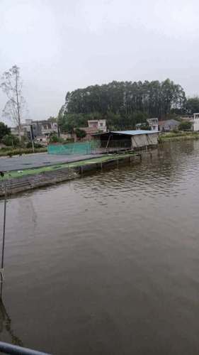 罗坑镇东庆养殖基地钓点与钓场环境照片