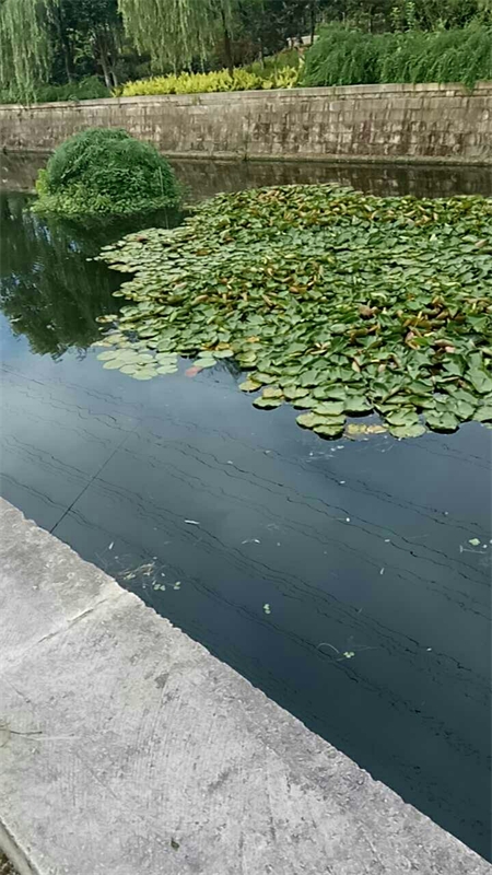 南渡桥钓点与钓场环境照片