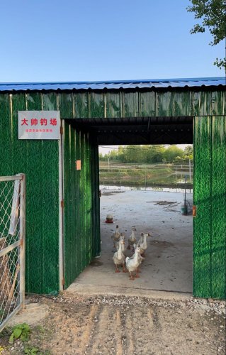 大帅钓场钓点与钓场环境照片