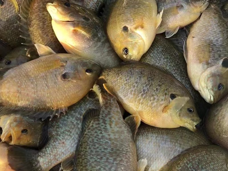 金湖生态垂钓钓场环境照片