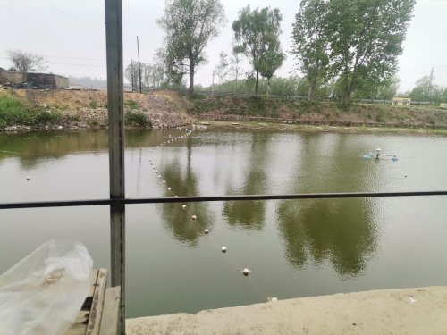 大刘家杨树垂钓园钓场环境照片