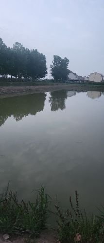 同乐休闲垂钓中心钓场环境照片