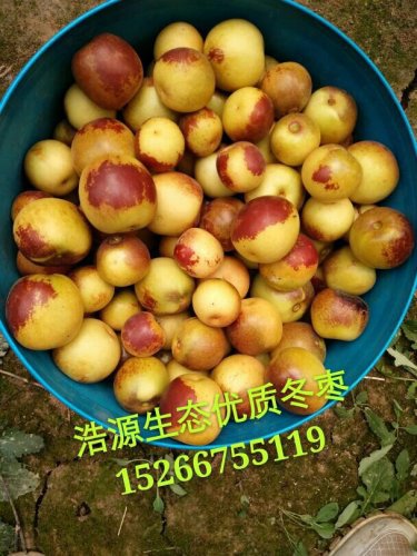 沾化冬枣休闲旅游采摘园(免费垂钓)钓点与钓场环境照片