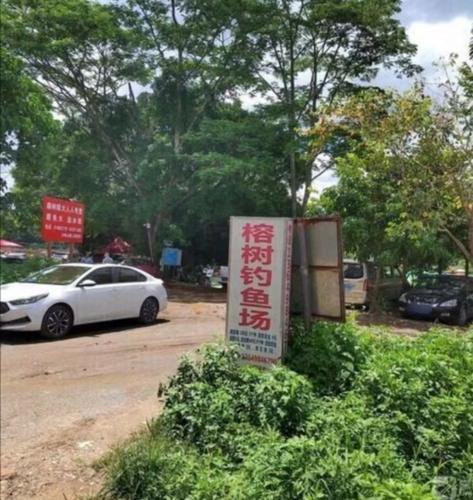 榕树钓鱼场钓点与钓场环境照片