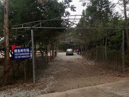 鲤鱼岭钓场钓点与钓场环境照片