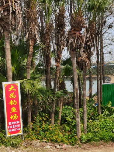 大为钓鱼场钓点与钓场环境照片