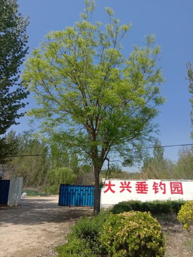 大兴垂钓园钓点与钓场环境照片